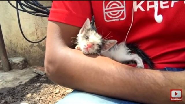 Изможденный Котенок Изо Всех Сил Боролся За Жизнь. Только Посмотрите, Каким Он Стал Через Три Месяц смотреть онлайн