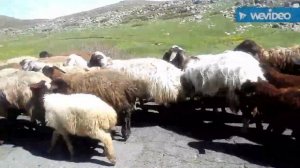 Стадо баранов.