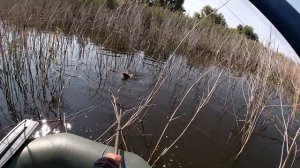 Рыбалка на боковой кивок . Ловля карпов , амура , которые разгибают крючки. My fishing