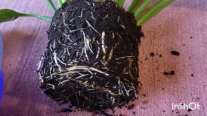 Спатифилум на автополиве с индикатором уровня воды. 22.01.2024.