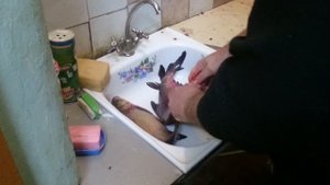 Живая рыба ?