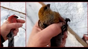 Ловля певчих птиц 2020. Птицы Урала. Щуры чудесным утром.