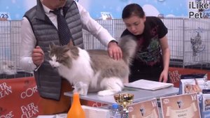 Рэгдолл. Особенности породы, уход на ilikepet