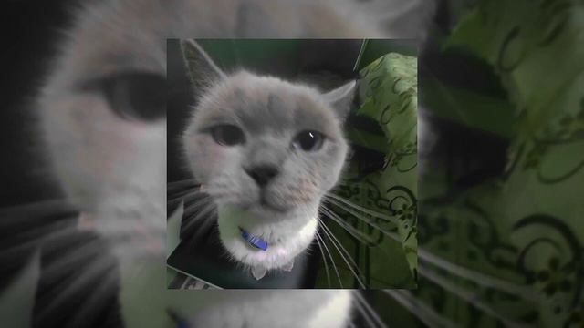 у нас тут конфликт 4 минуты,автор:@suppeed вроде смотреть онлайн