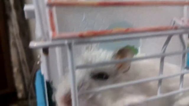 Жадный Укус Хомяка смотреть онлайн