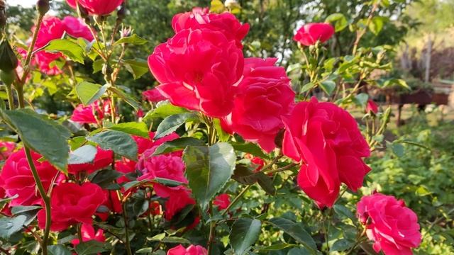 Роза плетистая Девичьи Грезы - роскошь цвета и цветения