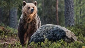 ОПАСНАЯ ТАЙГА: САМЫЕ ОПАСНЫЕ ХИЩНИКИ ТАЙГИ