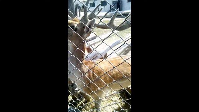 Страусиная ферма Ямполь Контактный зоопарк Лиман 2019 смотреть онлайн