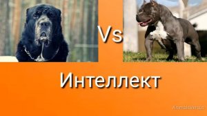 Питбуль против Алабай! КТО СИЛЬНЕЕ?...