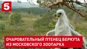 В московском зоопарке пополнение - пушистый птенец беркута играет с мамой