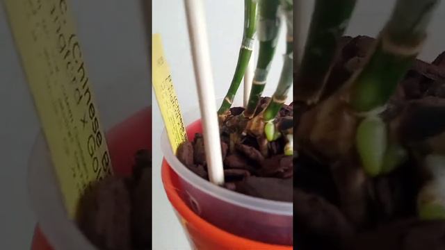 Пресаждане на катлея в точния момент / Repotting a cattleya at the right time