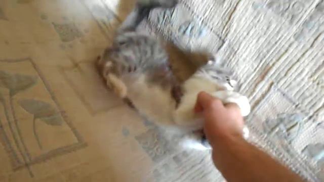 кошка проход в ноги смотреть онлайн