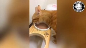 Юмор! Пьяные коты ????