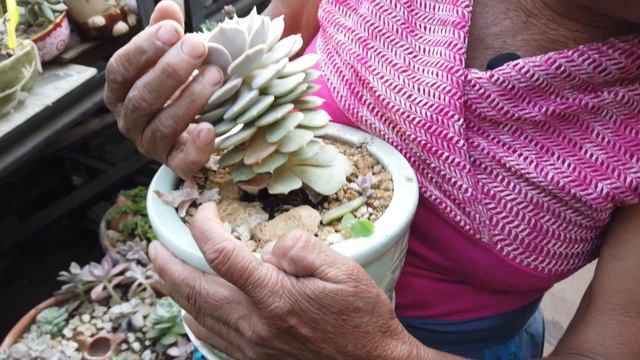 Identificando SUCULENTAS mas de 20 suculentas EN MI COLECCION / Nombres de mis suculentas смотреть онлайн