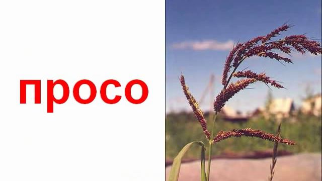 Растения зерновые звук смотреть онлайн