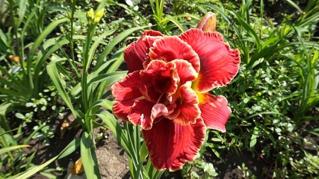 Лилейник AMANDA LITLE RED SHOES смотреть онлайн