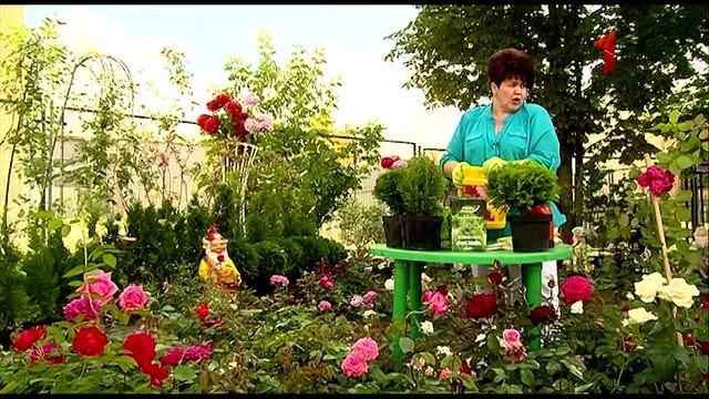 Как защитить и подкормить хвойные растения смотреть онлайн