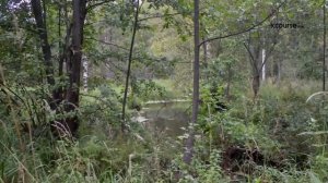 Экскурсия на озеро Светлояр | Нижний Новгород