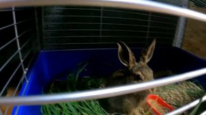 Домашний заяц содержание и кормление. Заец-русак. Зайченок. Как вырастить зайченка?