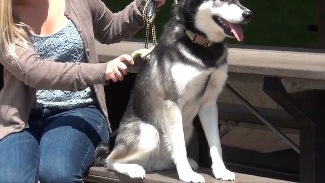 Safari® Double Row Undercoat Rake with Rotating Pins смотреть онлайн