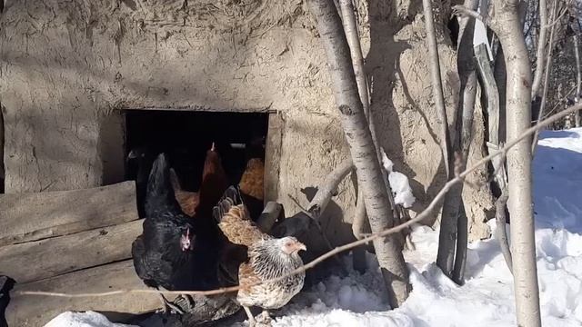 Как ухаживать за цыплятами, чтобы они хорошо росли