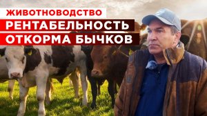Рентабельность откорма бычков | Экономика фермы | Мясное животноводство
