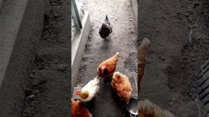 Бледные гребни у кур и не несутся