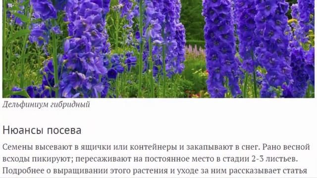 Неприхотливые растения для каменистых садов и рокариев