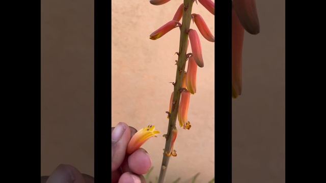 Aloe Vera flower