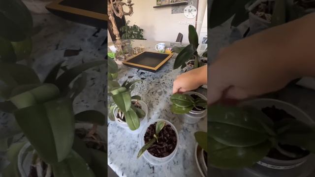 Полив орхидей подростков ?Как быстро вырастить орхидею и добиться пышного цветения ?????#phal смотреть онлайн