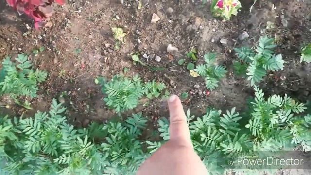 СДЕЛАЛИ БОРДЮР/ПЕРЕСАЖИВАЮ БАРХАТЦЫ/КУРИЦА ГОРЯЧЕГО КОПЧЕНИЯ/НУ ОЧЕНЬ ВКУСНО