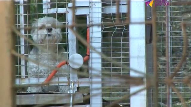 В Сочи овчарка напала на 8-летнюю девочку смотреть онлайн