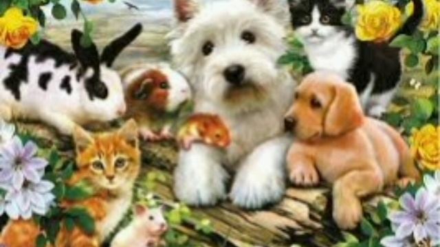 ВетЛидер, лучшая ветеринарная клиника Новосибирска!!!