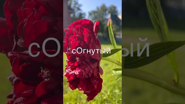 Как запомнить ударение в слове «согнутый»? #егэпорусскомуязыку #ударение # согнутый