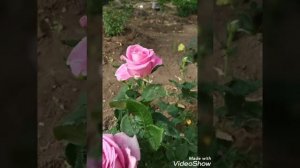 Розы моего сада. Знакомимся чайно-гибридная роза Топаз.