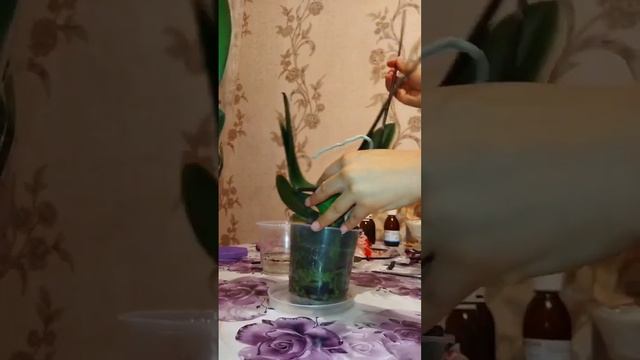 Орхидеяны кобойтуу.#орхидея #орхидея_гулун_остуруу #орхидеяны_сугаруу#or