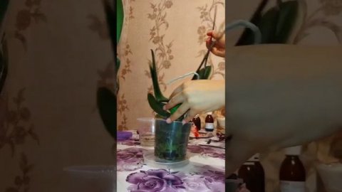 Орхидеяны кобойтуу.#орхидея #орхидея_гулун_остуруу #орхидеяны_сугаруу#or