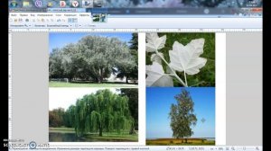 Энергия деревьев часть 2