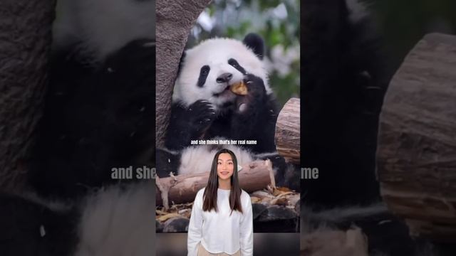 What’s your favorite animal? 🐼￼ смотреть онлайн