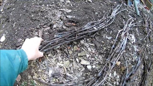 Хранение черенков в земле