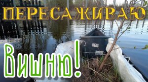 Весенняя заречная пересадка вишни!