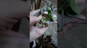 Как богомол ест бабочку