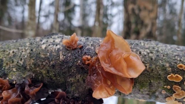 Что с грибами в январе! С грибами всё отлично! смотреть онлайн