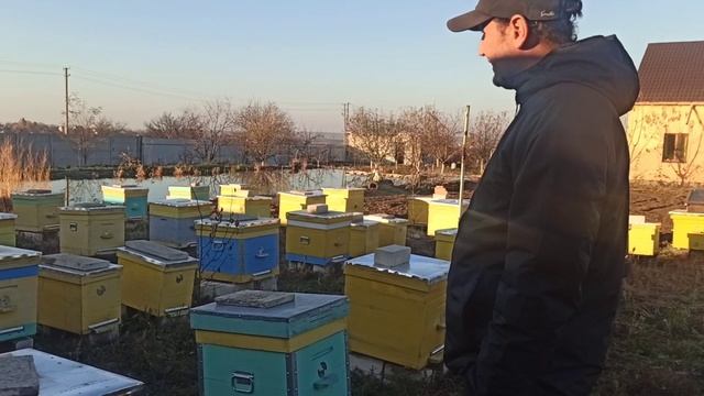 Причины слета пчел. Почему слетают пчелы? смотреть онлайн