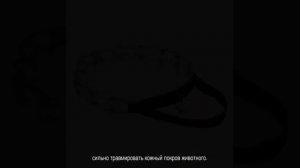 Строгий ошейник для собак: как пользоваться