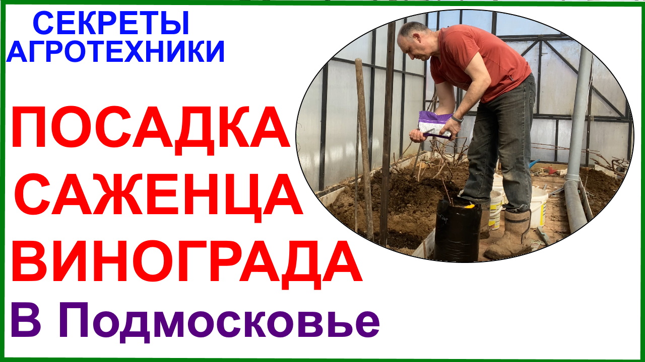 Посадка саженца винограда в Подмосковье