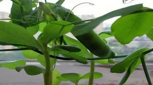 Комнатные растения. Горох лущильный ПАТИО.