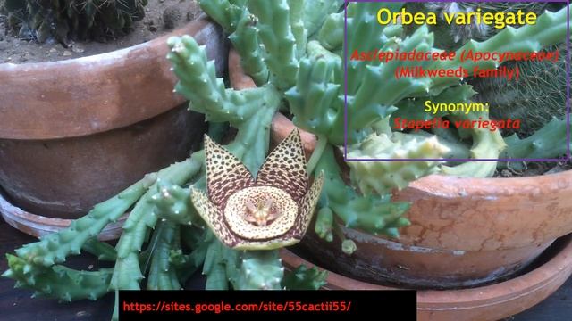 Orbea variegata also known as Stapelia variegata смотреть онлайн