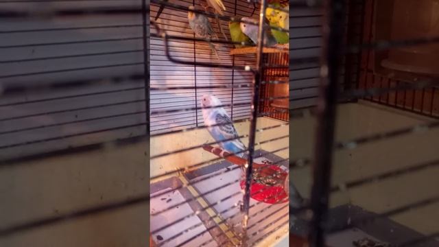 Красивый волнистый попугайчик.