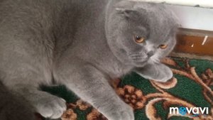 Злой кот. angry cat.